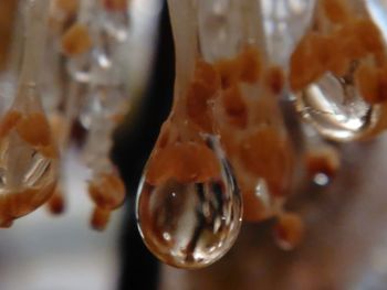 Close-up of jellyfish in water