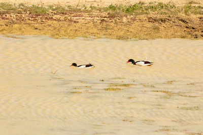 View of birds on beach