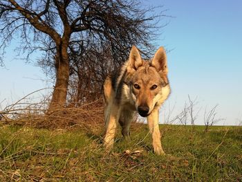 View of a dog on field