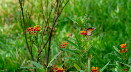 Close-up of butterfly pollinating on flower