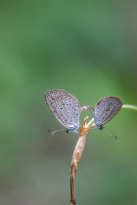 Close-up of butterfly pollinating flower