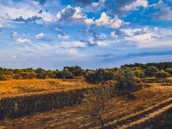 Scenic view of field against sky