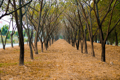 Footpath amidst trees during autumn