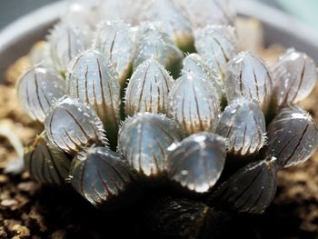 Close-up of shells