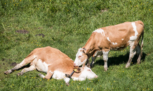 Cows in the field