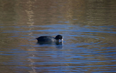 Close-up of swan swimming in lake