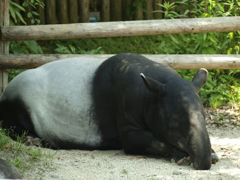 Horse resting on field