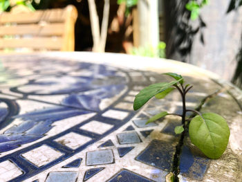 High angle view of leaf on table