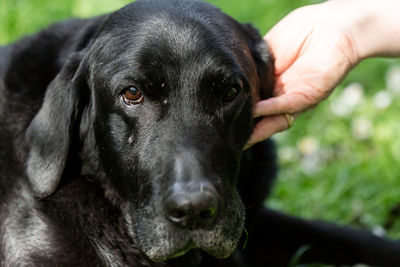 Close-up portrait of black dog