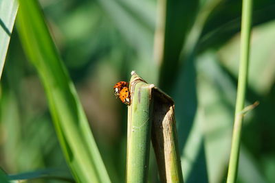 Close-up of ladybug on leaf