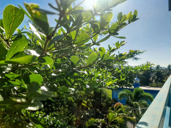 Low angle view of tree against sky on sunny day