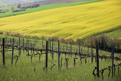 Scenic view of agricultural field