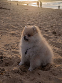 White dog on beach