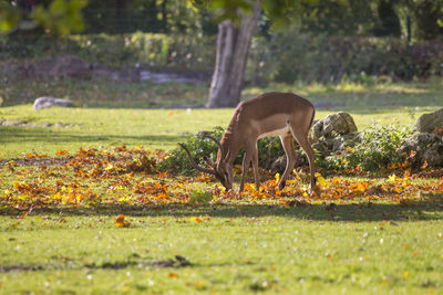 Close-up of horse on field