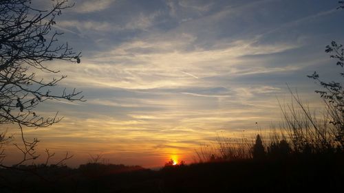 Silhouette of trees at sunset