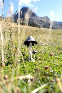 Close-up of mushroom growing on field