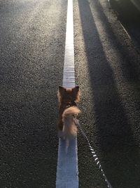 High angle view of dog on street