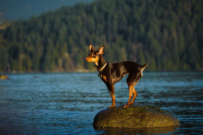 Dog in water