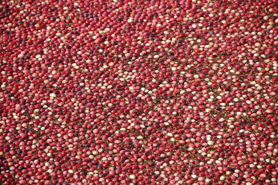 Full frame shot of cranberries 