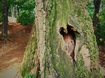 View of trees in forest