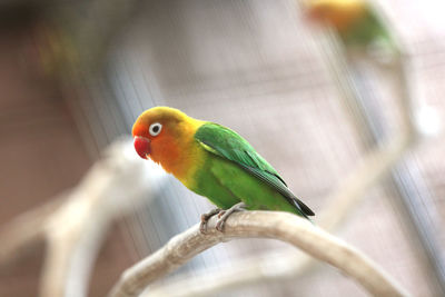 Close-up of parrot perching on branch