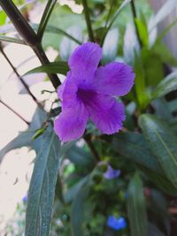Close-up of purple flowering plant