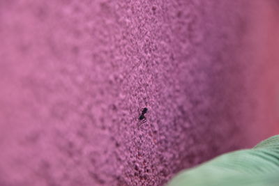 Close-up of insect on pink wall