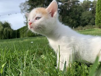 Cat looking away on field