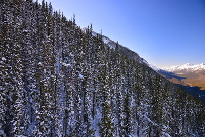 Pine trees on snowcapped mountain against sky