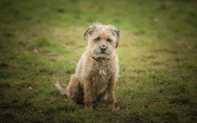 Portrait of dog on grass