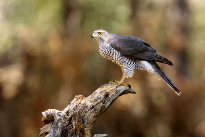 Close-up of bird perching on branch