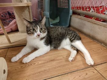 Portrait of cat relaxing on hardwood floor
