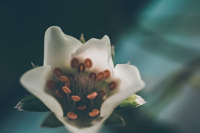 flowering plant