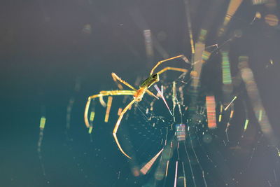 Close-up of spider on web
