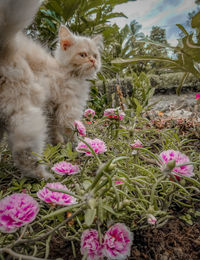 View of cat by pink flower on land