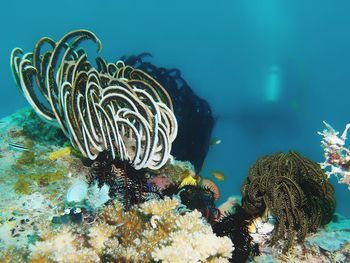 Close-up of jellyfish in sea