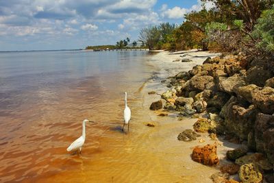 Swans on lake against sky