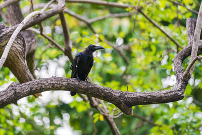 Low angle view of bird perching on branch