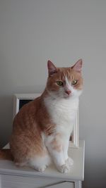 Portrait of white cat sitting on floor