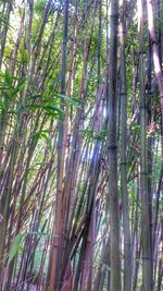 Low angle view of trees in forest