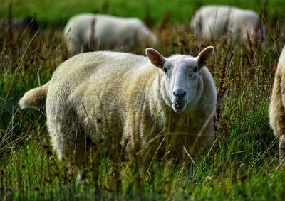 Portrait of sheep in a field