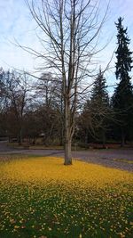 View of flower trees against sky