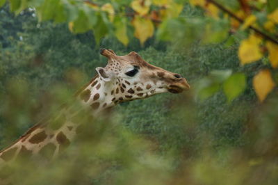 Giraffe in the forest