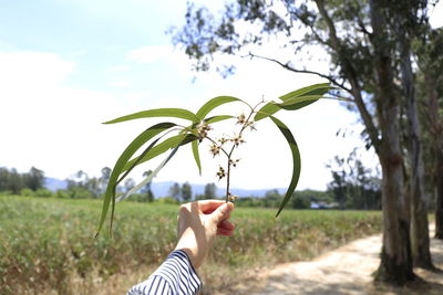 Cropped hand holding plant by field