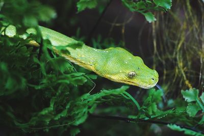 Close-up of a lizard on tree