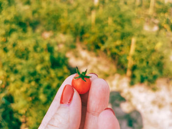 Close-up of hand holding small flower