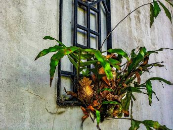 Close-up of ivy on plant