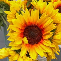 Close-up of sunflower in bloom