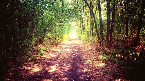 Pathway along trees in forest