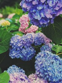 Close-up of purple hydrangea